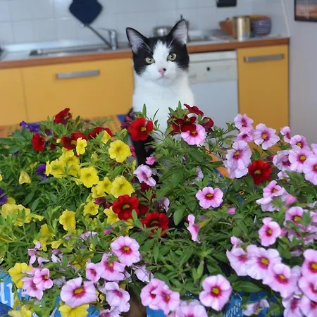 Oda ve Kahvaltı Gli Anemoni Free Parking