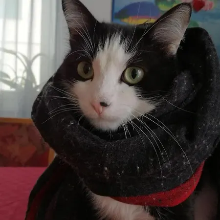 Gli Anemoni Free Parking Oda ve Kahvaltı