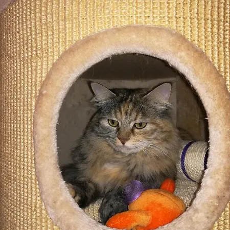 Gli Anemoni Free Parking